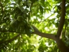 Lemon tree