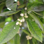 Orange-Blossom-Riyad