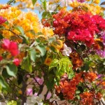 Flowers Terrace Marrakech-Riyad El Cadi