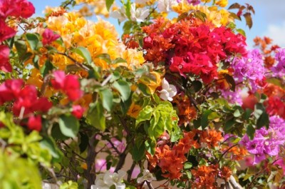 Flowers Terrace Marrakech-Riyad El Cadi